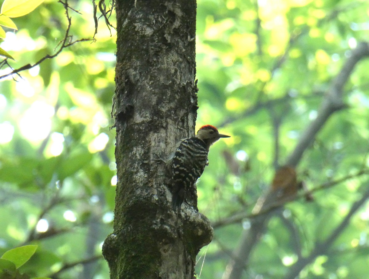 Fulvous-breasted Woodpecker - ML450691861