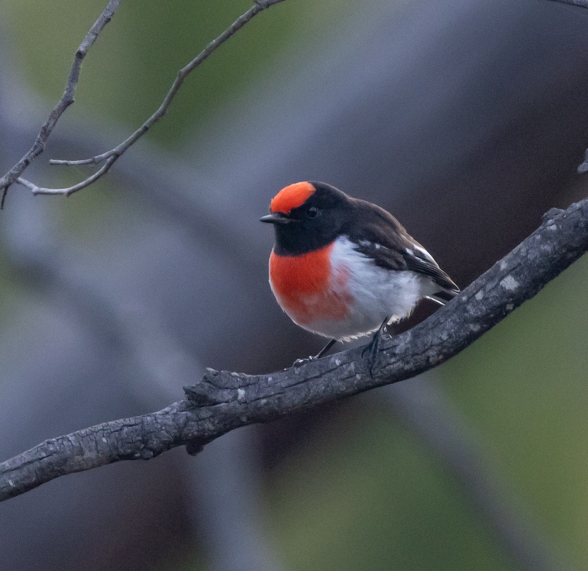 Red-capped Robin - ML450692111