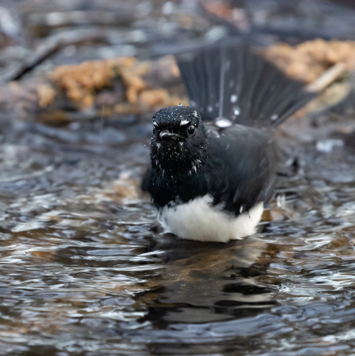 Willie-wagtail - ML450692281