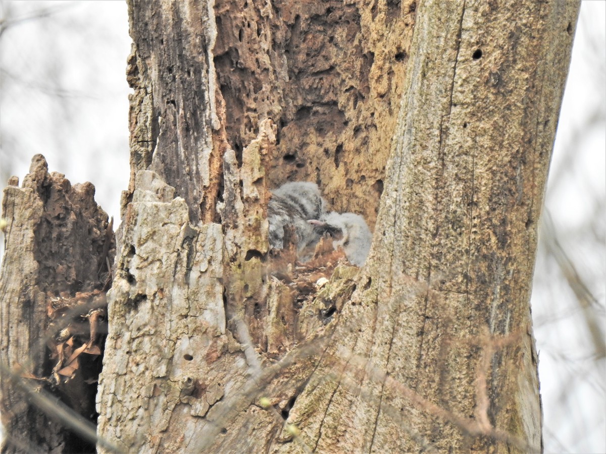 Barred Owl - Susan Brauning