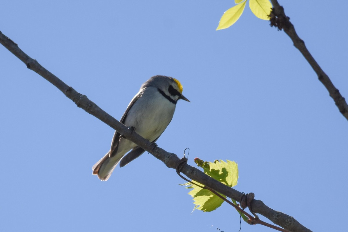 Golden-winged Warbler - Jacoba Freeman