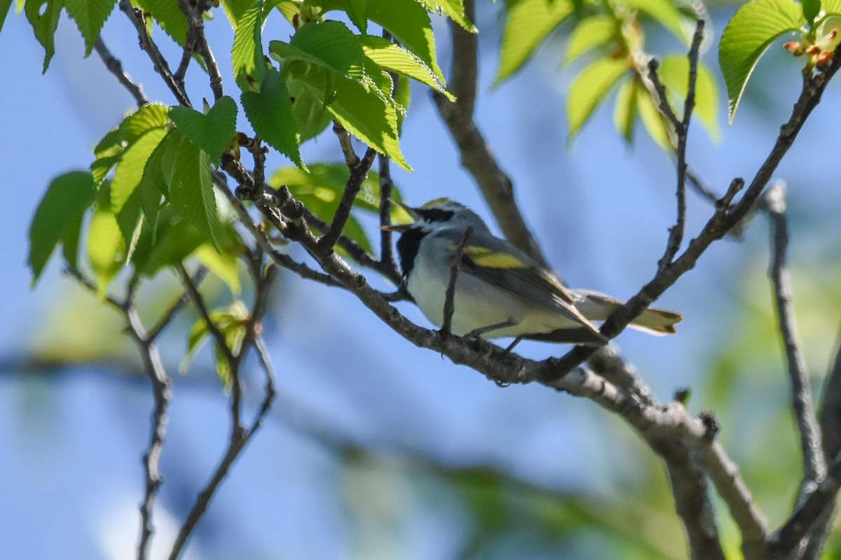 Goldflügel-Waldsänger - ML450692711