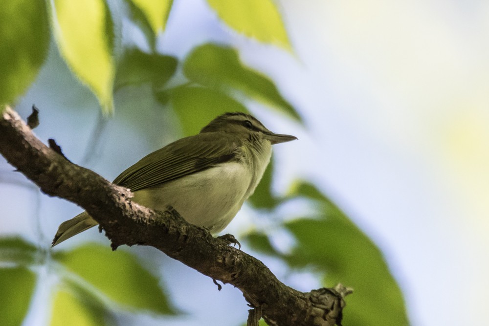 Kızıl Gözlü Vireo - ML450692841