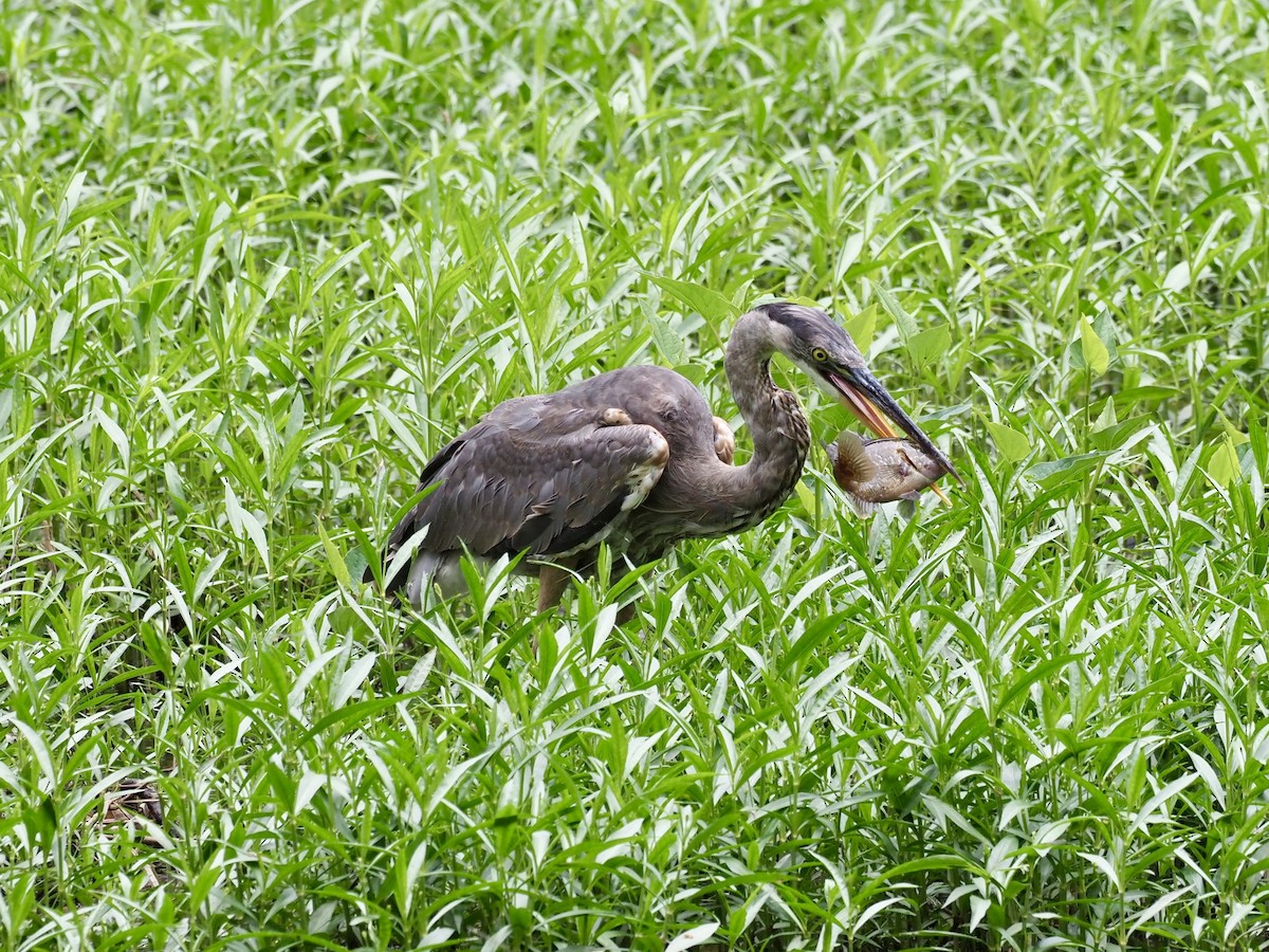 Great Blue Heron - Melanie Crawford