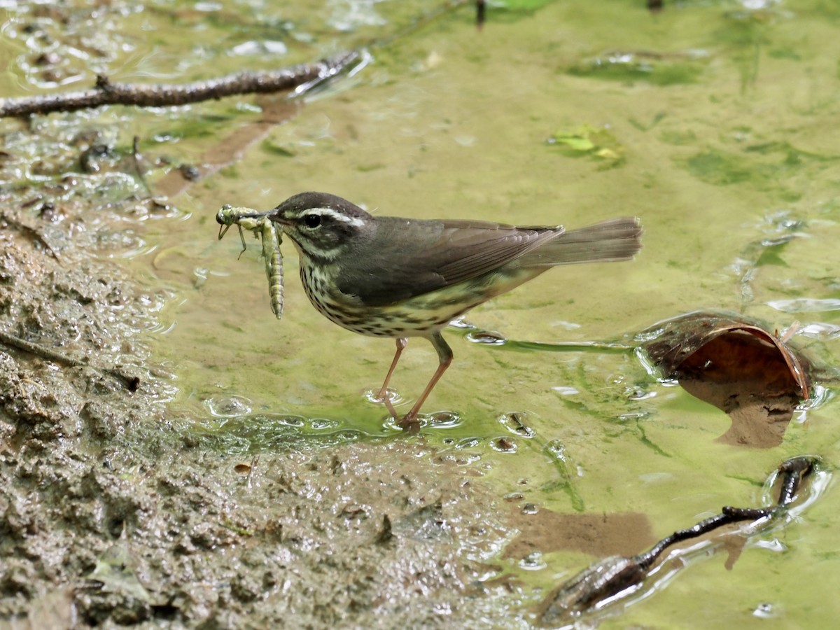 Northern Waterthrush - ML450693251