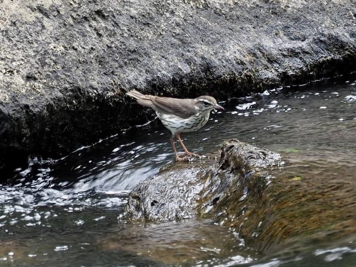 Louisiana Waterthrush - ML450693371