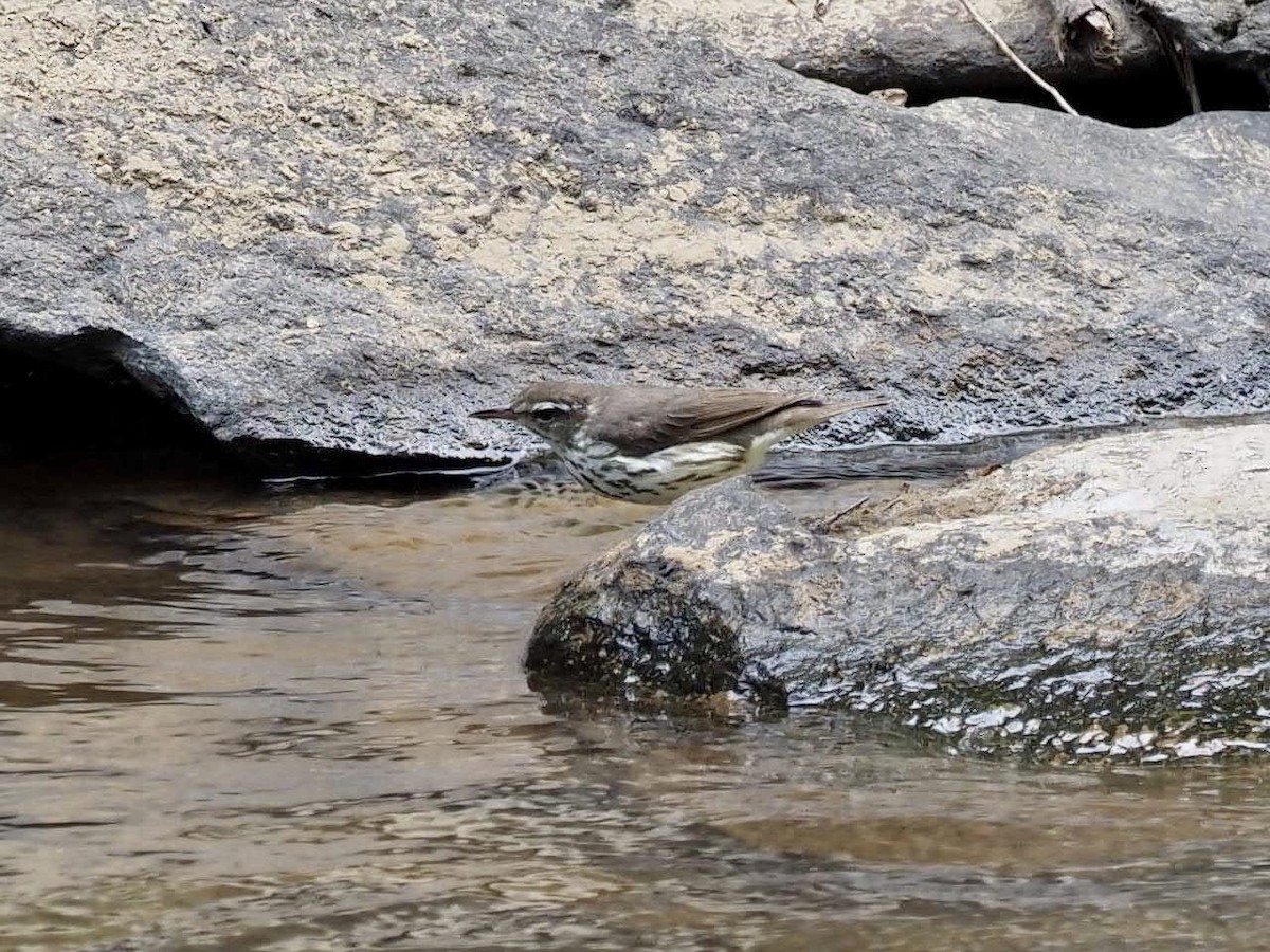 Louisiana Waterthrush - ML450693381