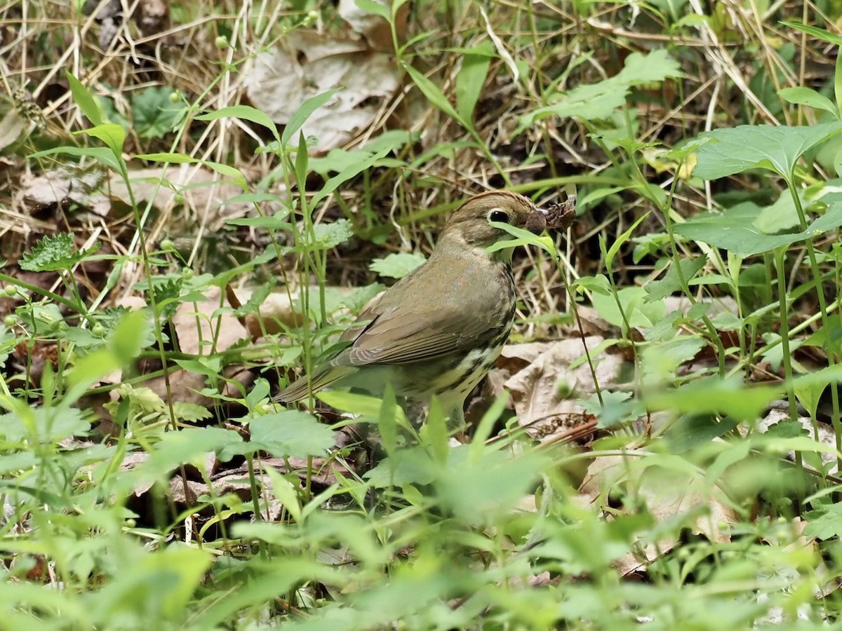 Paruline couronnée - ML450693411