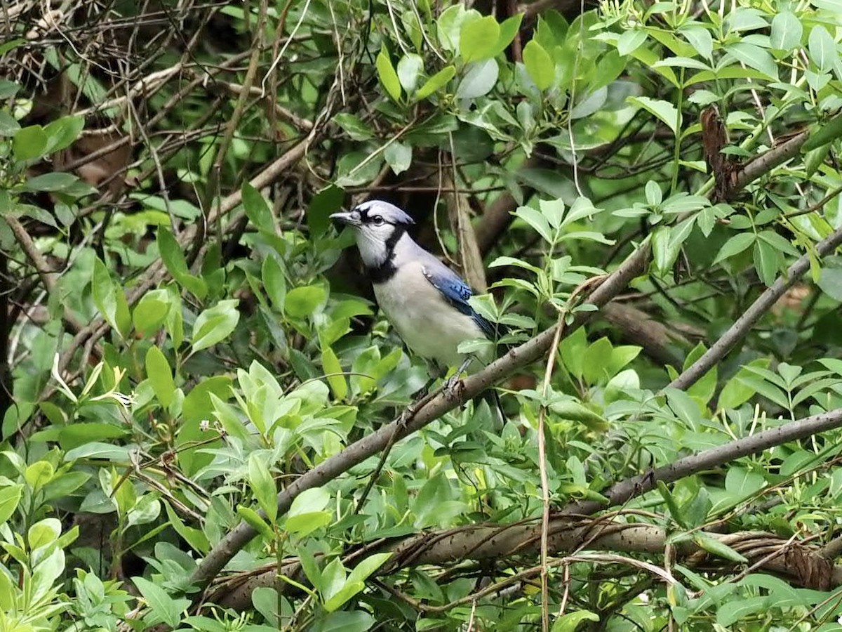 Blue Jay - Melanie Crawford