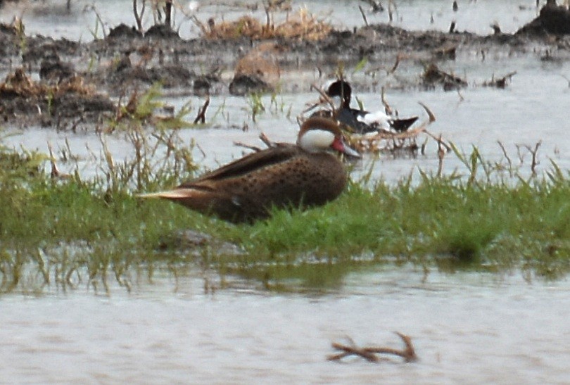 White-cheeked Pintail - ML450693721