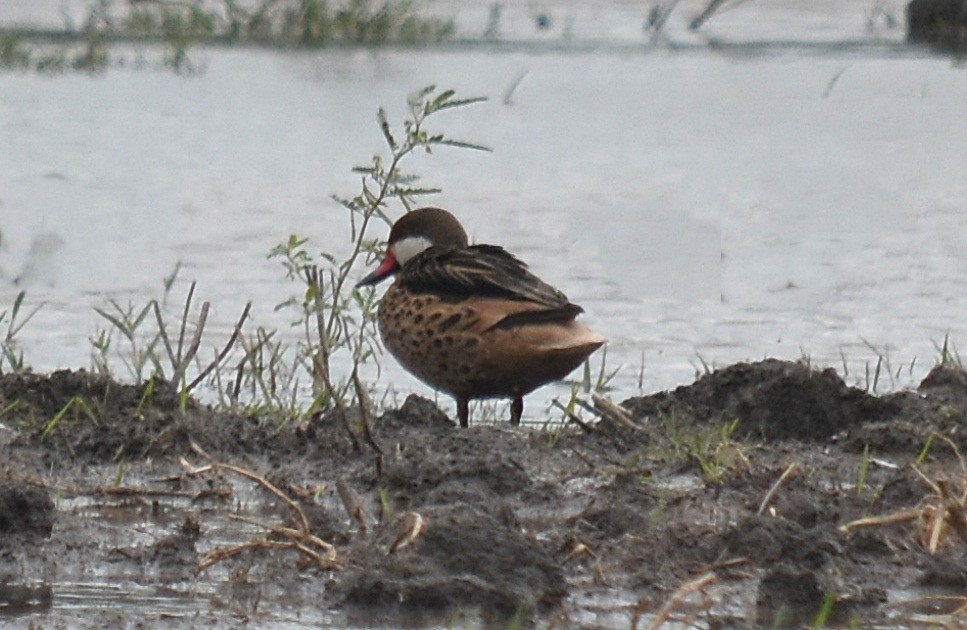 White-cheeked Pintail - ML450693731