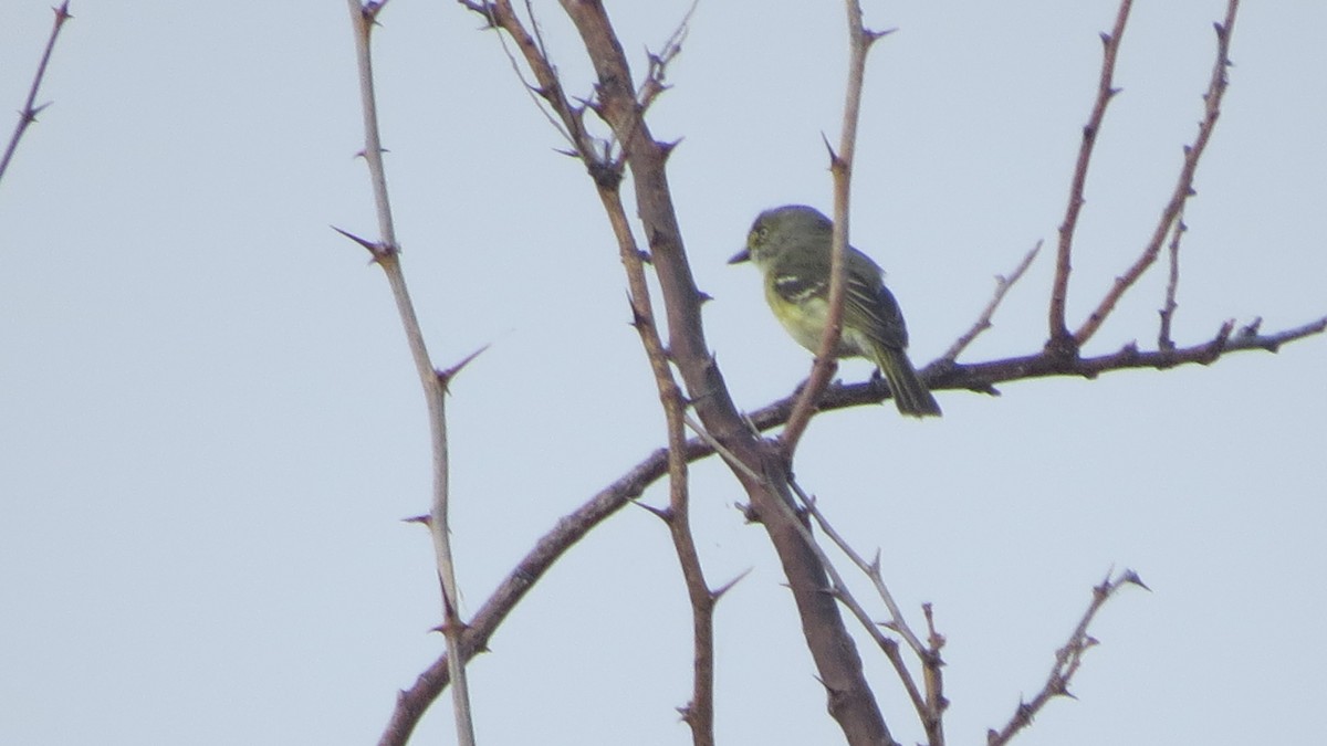 Vireo Ojiblanco - ML450695861