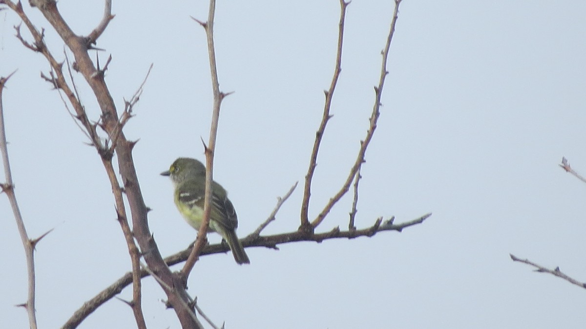 Vireo Ojiblanco - ML450695871