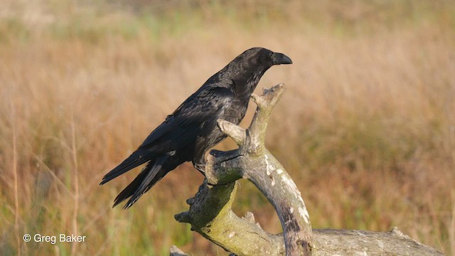 Common Raven - ML450696431