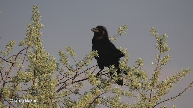 Common Raven - ML450696441