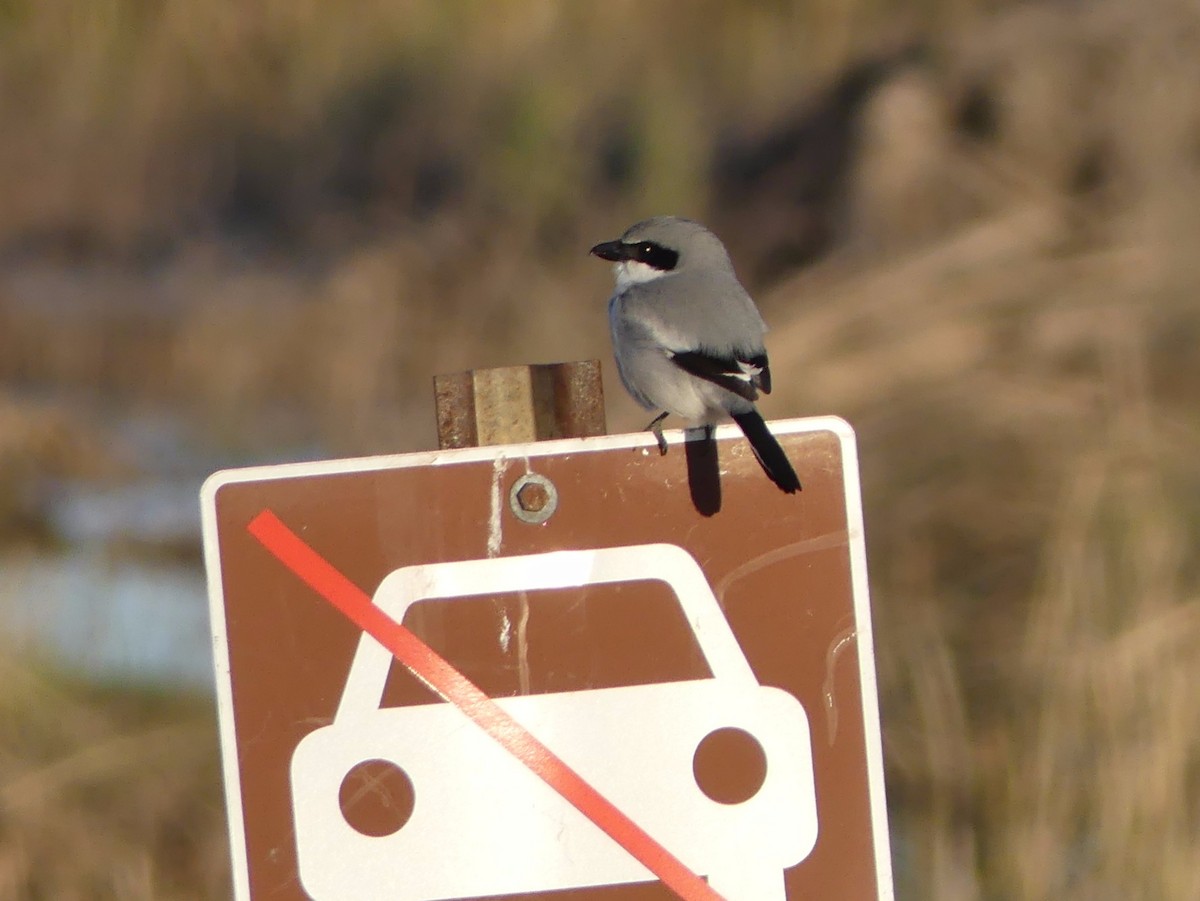 Loggerhead Shrike - Shelley Rutkin