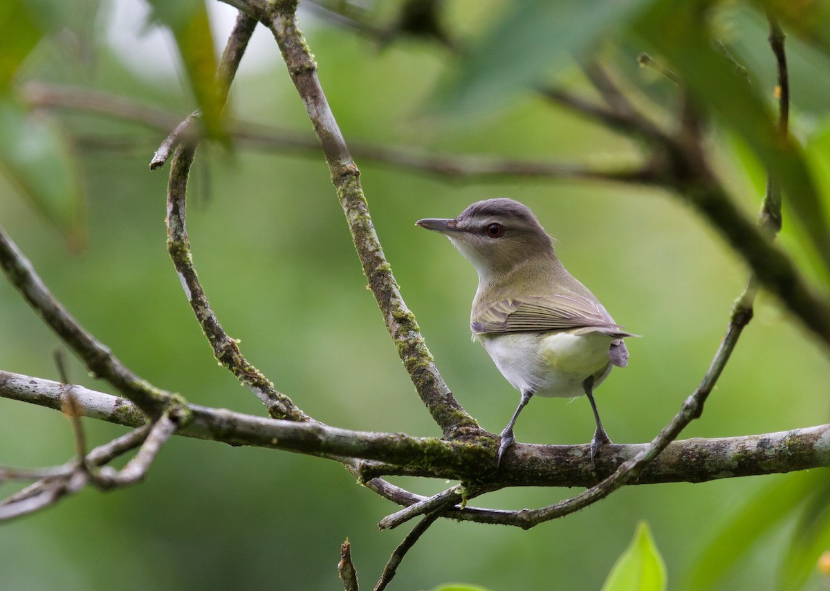 Vireo Ojirrojo - ML45069711