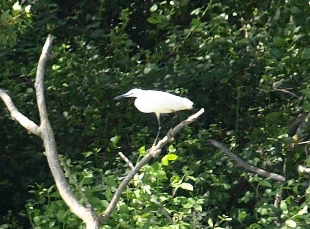 Little Egret - ML450697681