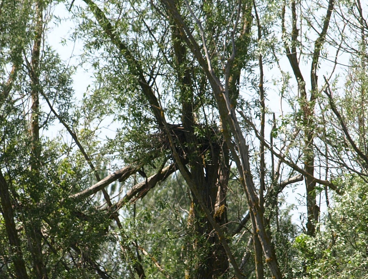 Black Kite - ML450697801