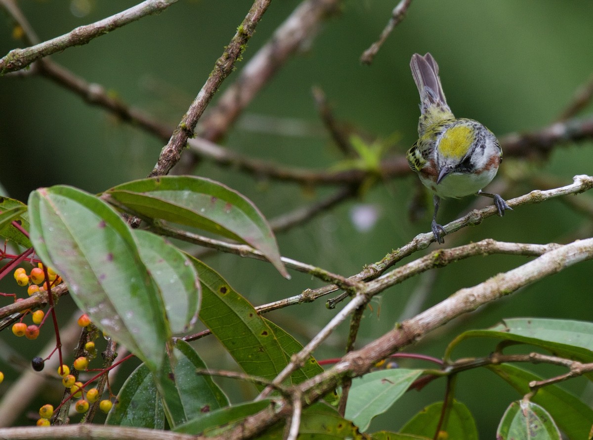 Chestnut-sided Warbler - ML45069871