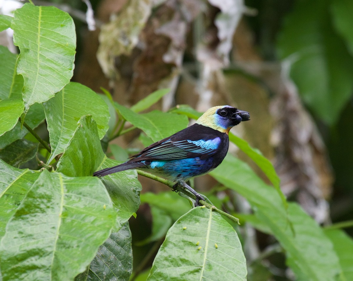 Golden-hooded Tanager - ML45069881