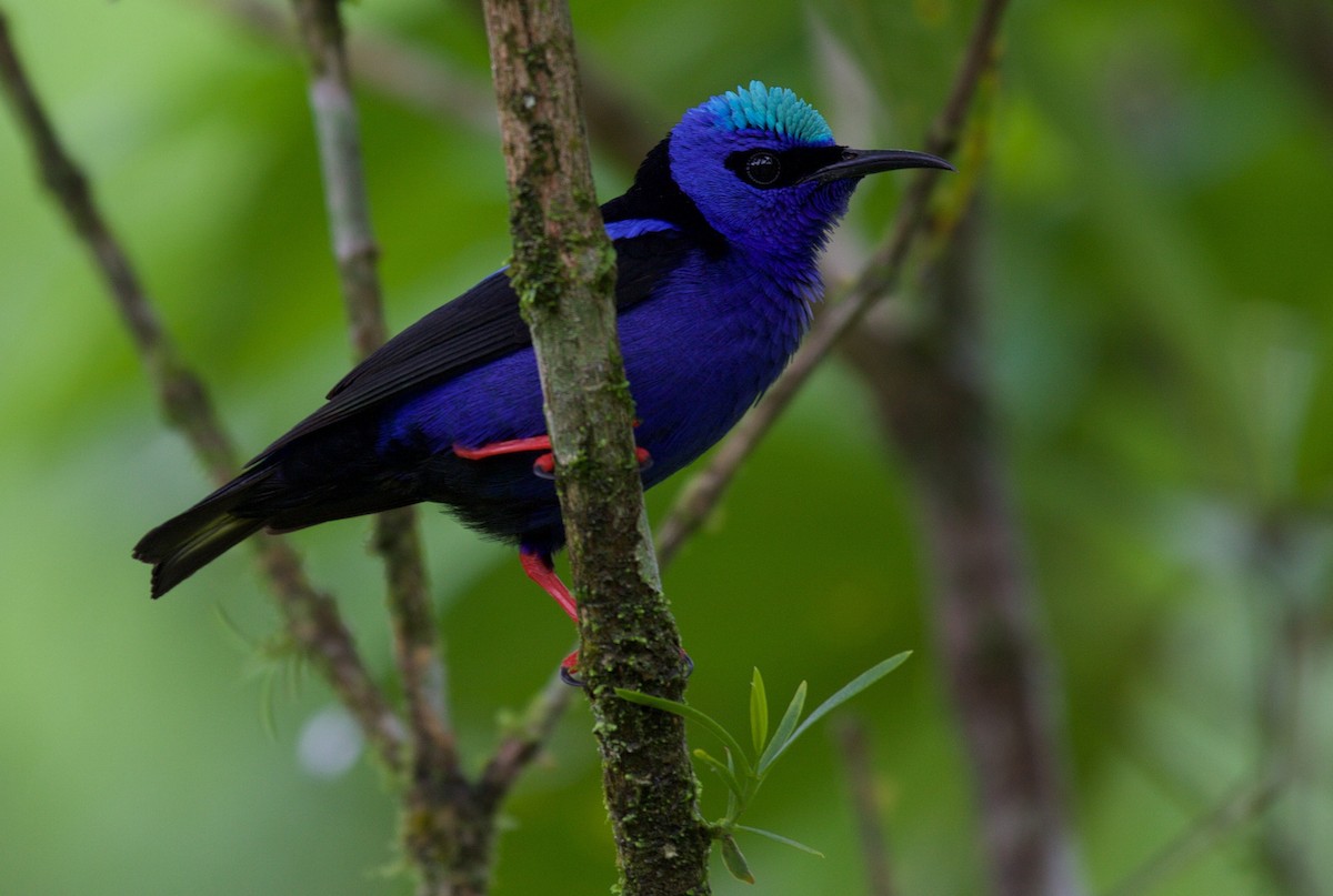 Red-legged Honeycreeper - ML45069891