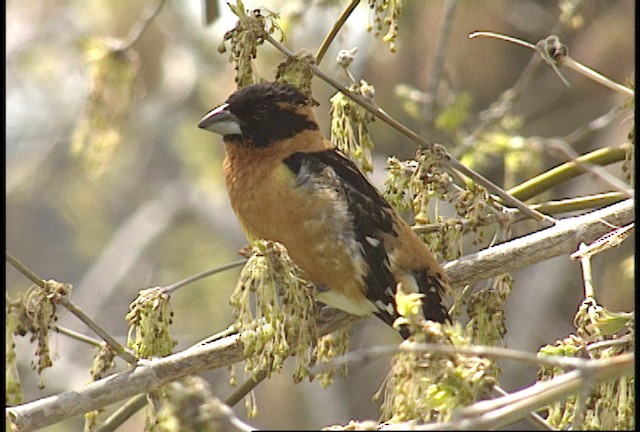 Black-headed Grosbeak - ML450699