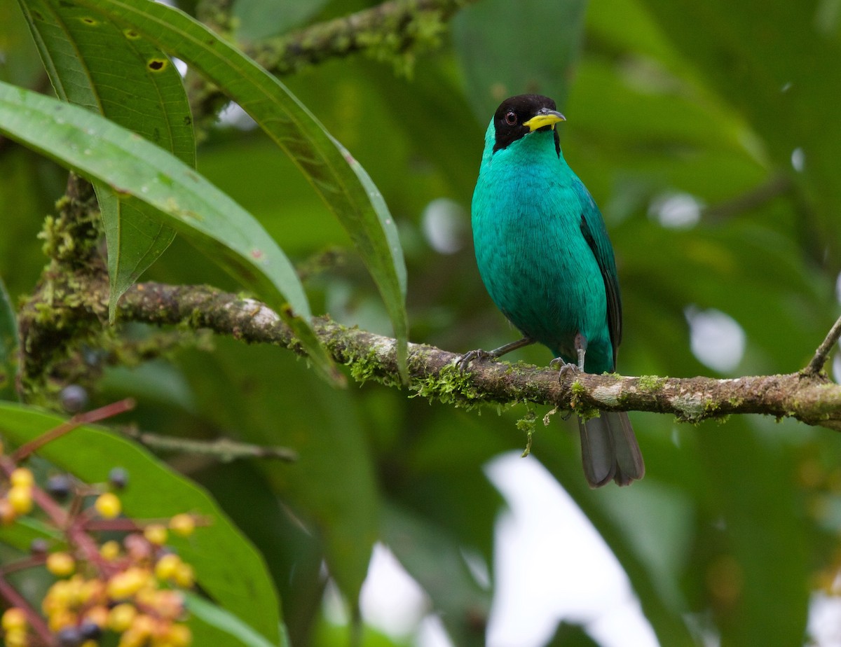 Green Honeycreeper - ML45069941