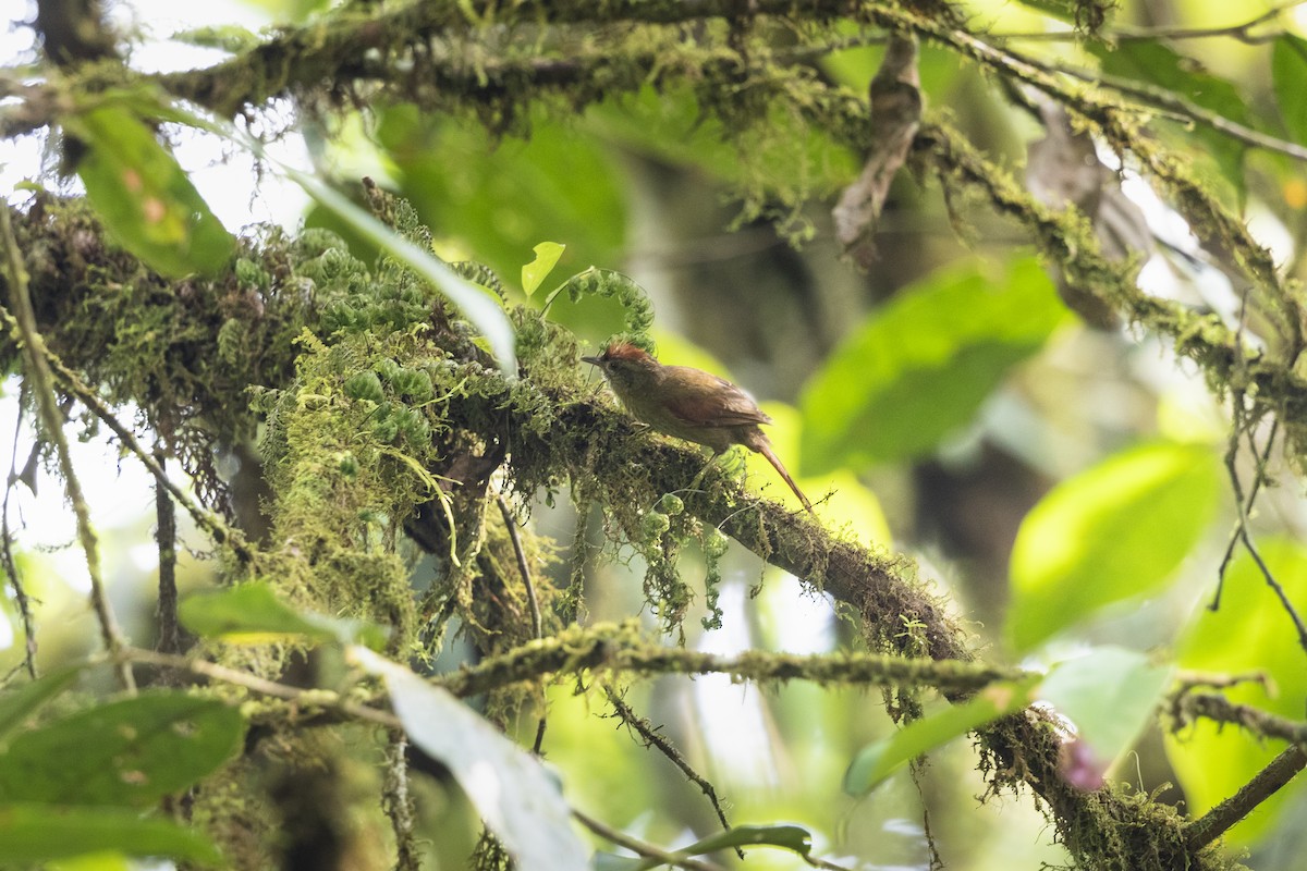 Dusky Spinetail - Stefan Hirsch