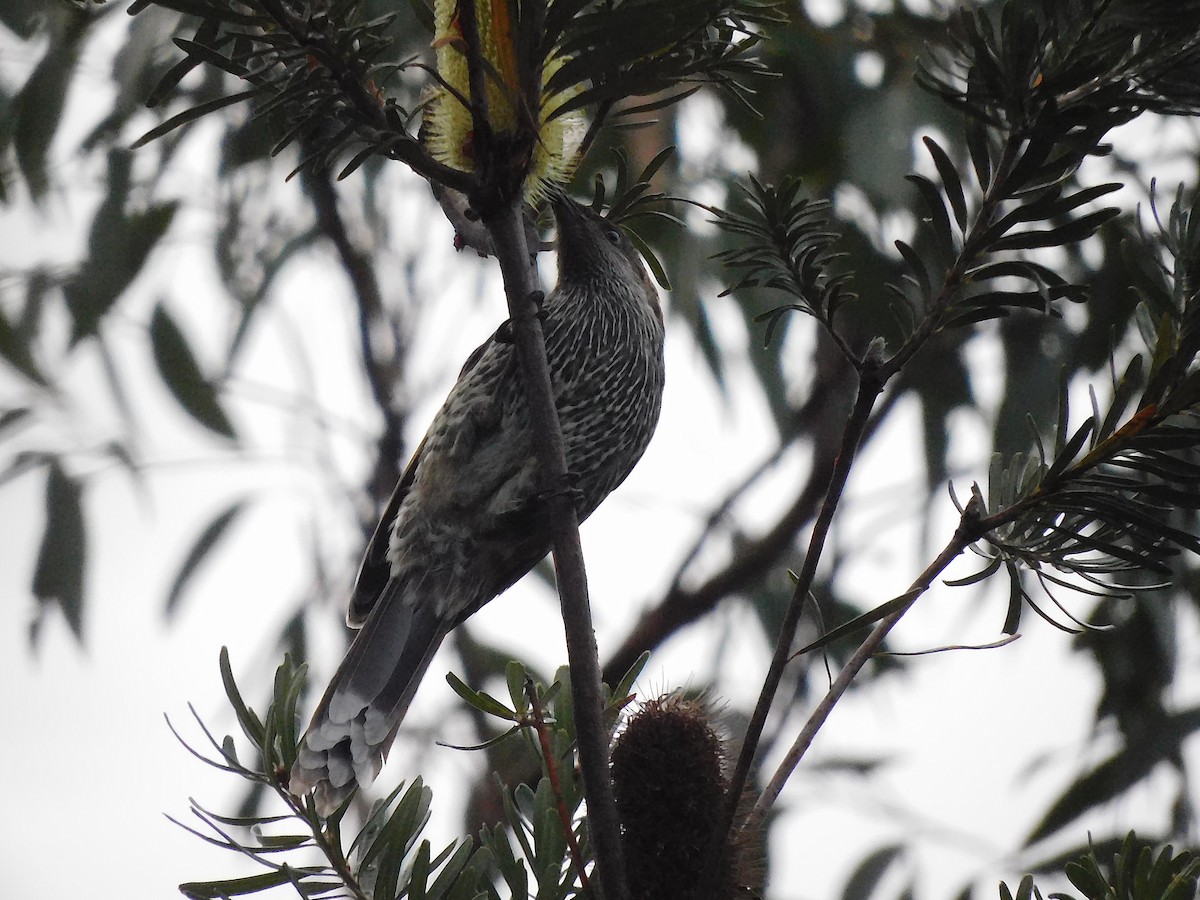 Little Wattlebird - ML450700931