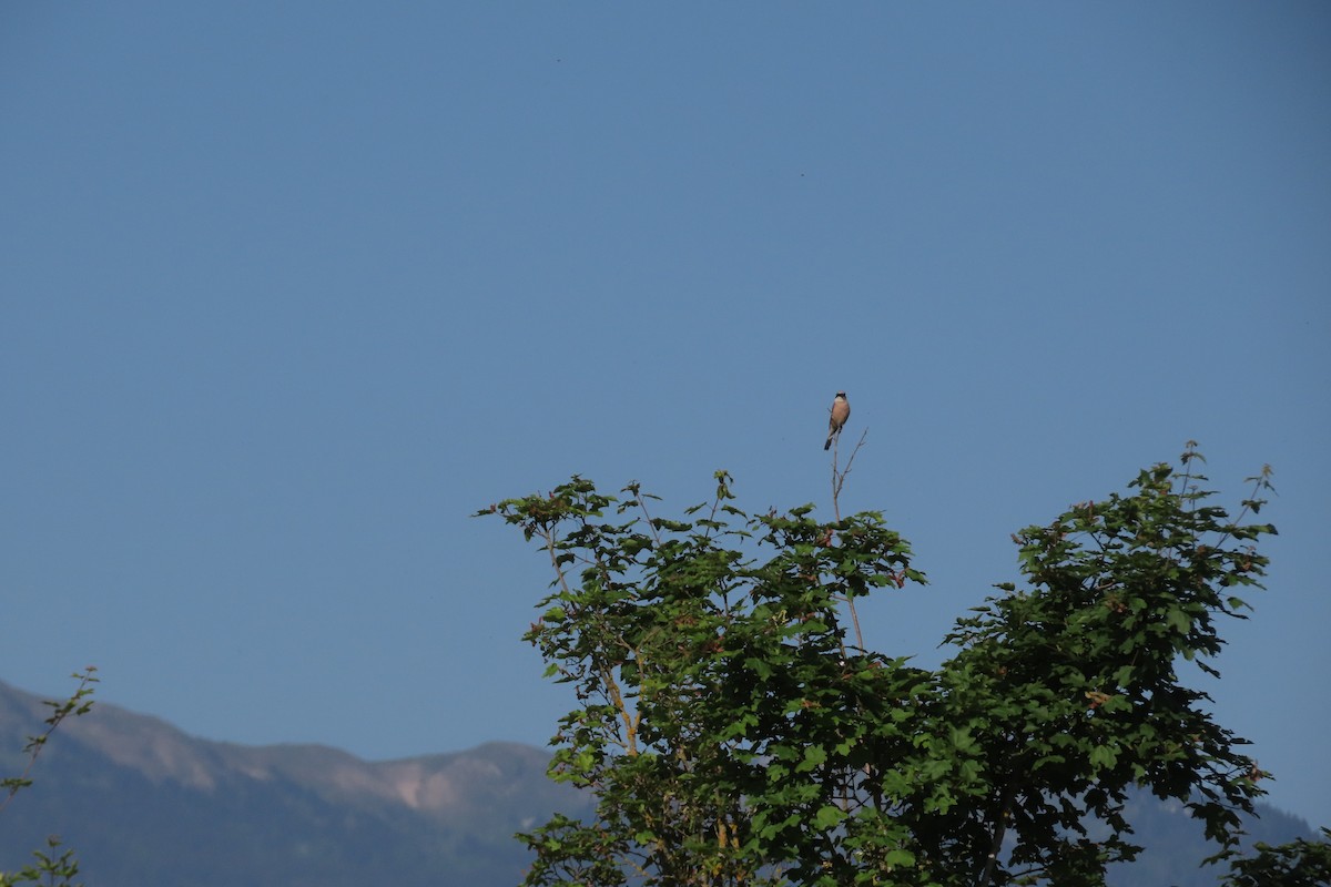 Red-backed Shrike - Stuart Spelling