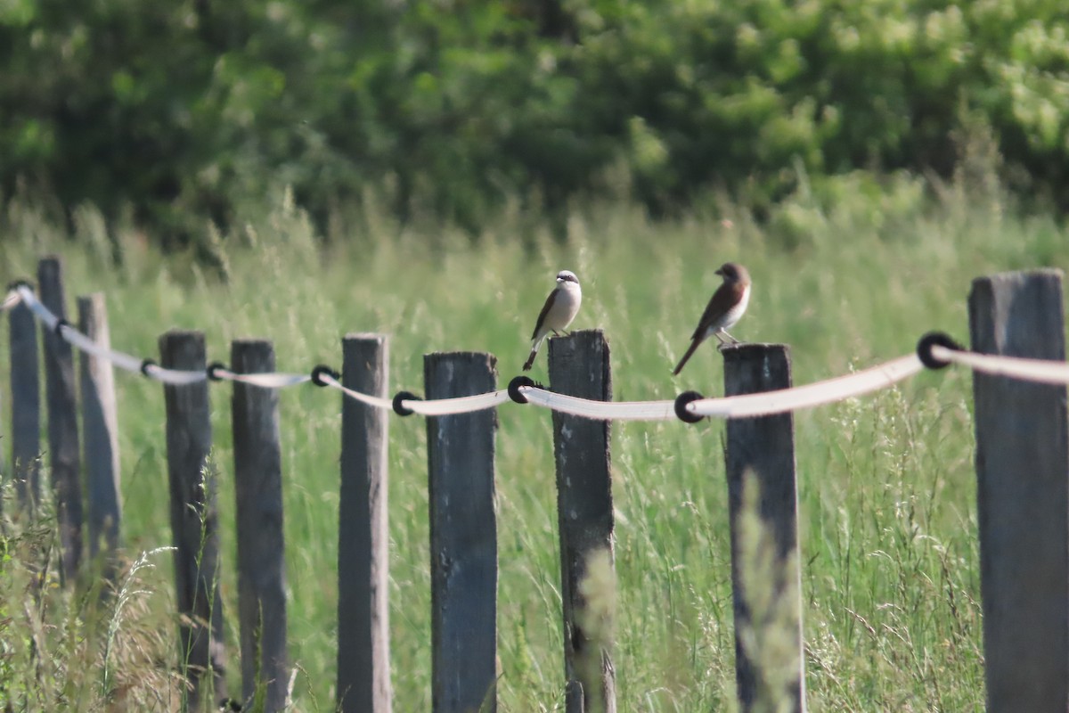 Red-backed Shrike - ML450702841