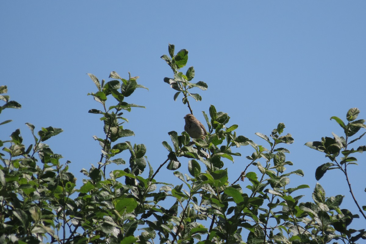 Corn Bunting - ML450703251