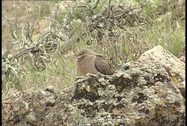 Mourning Dove - ML450705