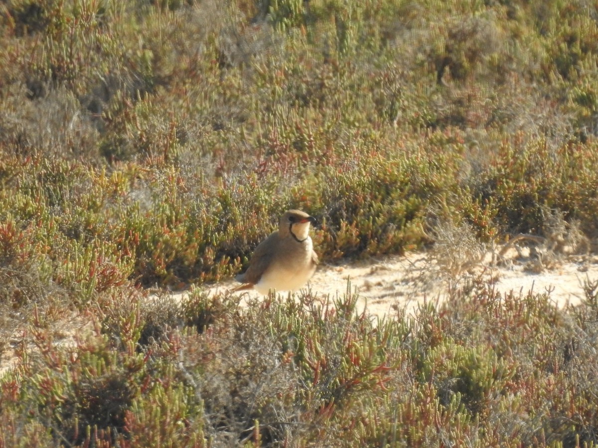 Collared Pratincole - ML450705861