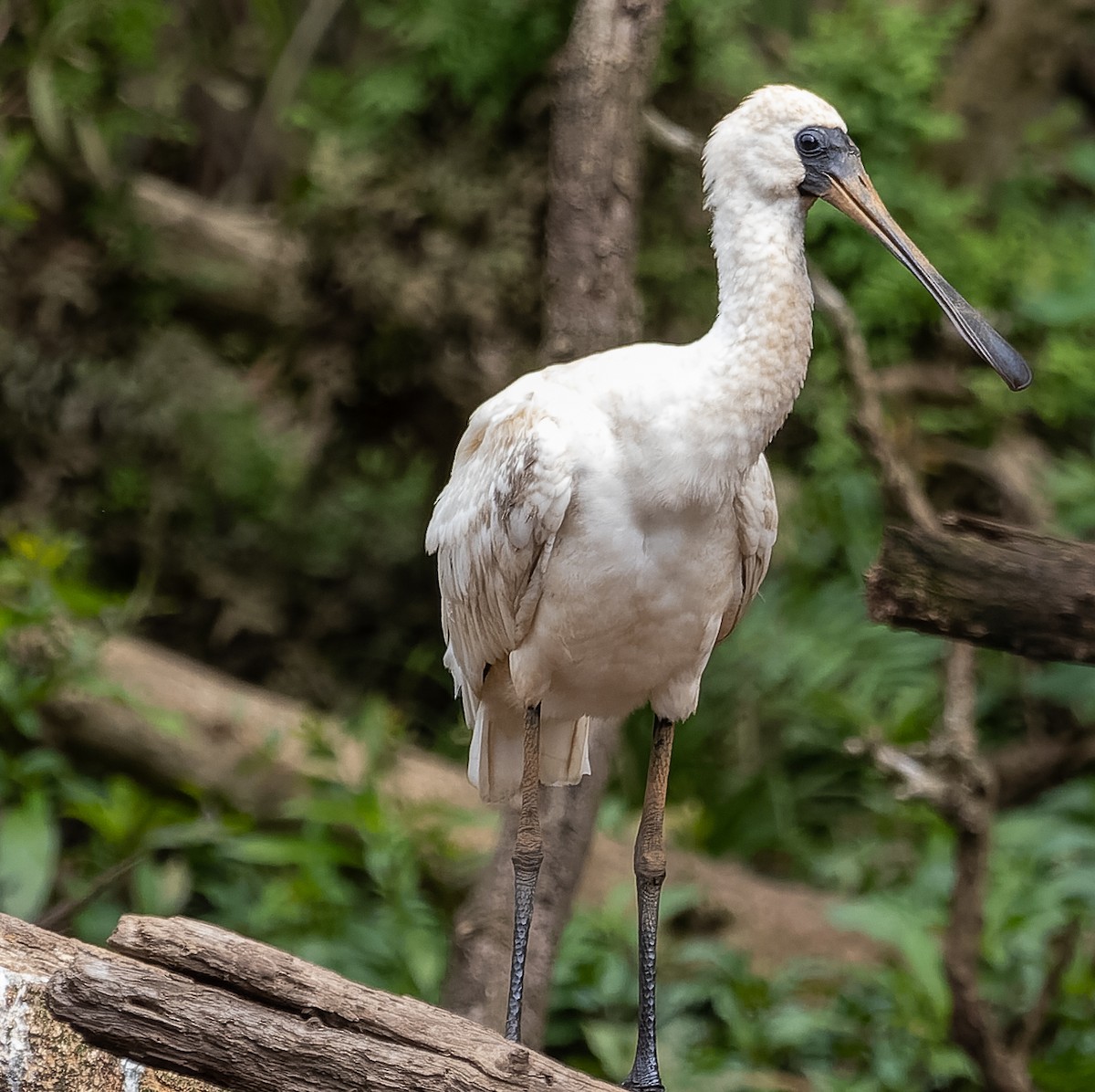 Royal Spoonbill - ML450705911