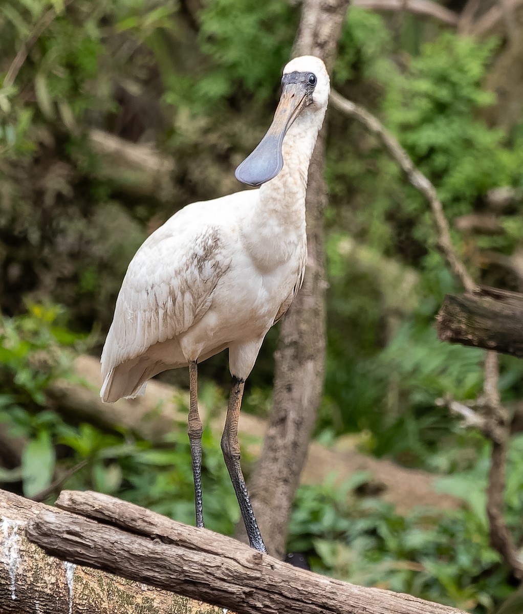 Royal Spoonbill - ML450706481