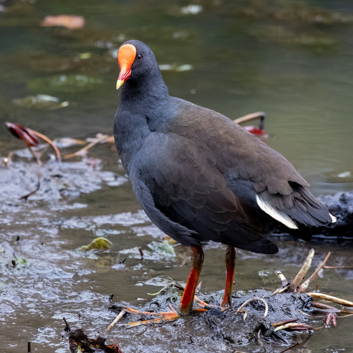 Dusky Moorhen - ML450707631