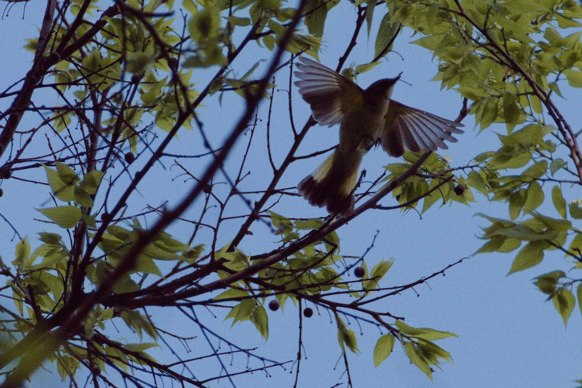 American Redstart - ML450708521