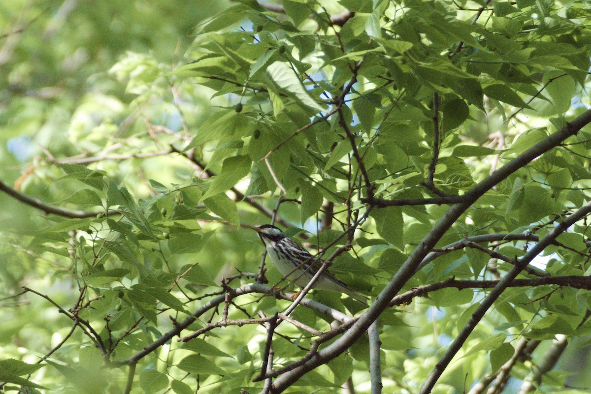 Blackpoll Warbler - ML450708541