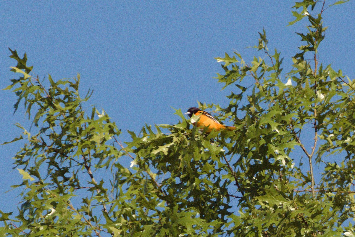 Baltimore Oriole - ML450708831