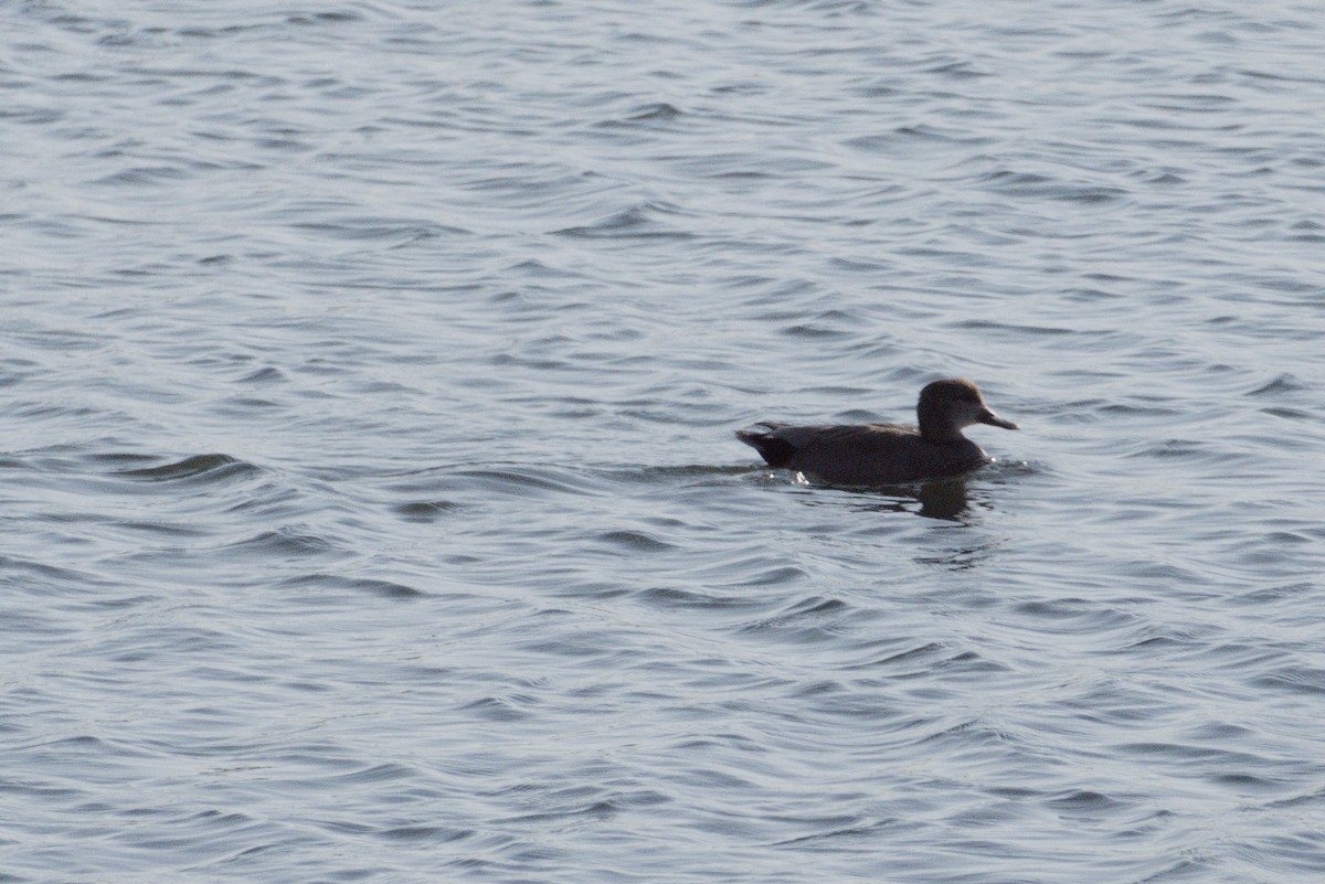 Gadwall - ML450708861