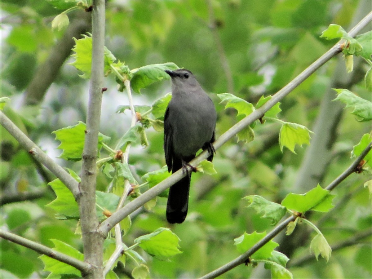 Gray Catbird - ML450710071