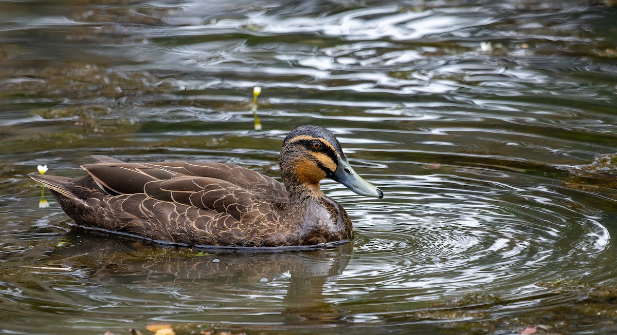 Pacific Black Duck - ML450710671