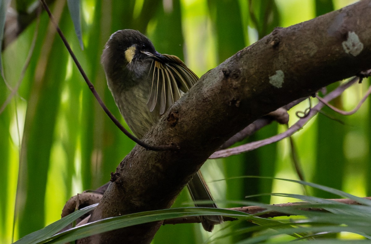 Lewin's Honeyeater - ML450710681