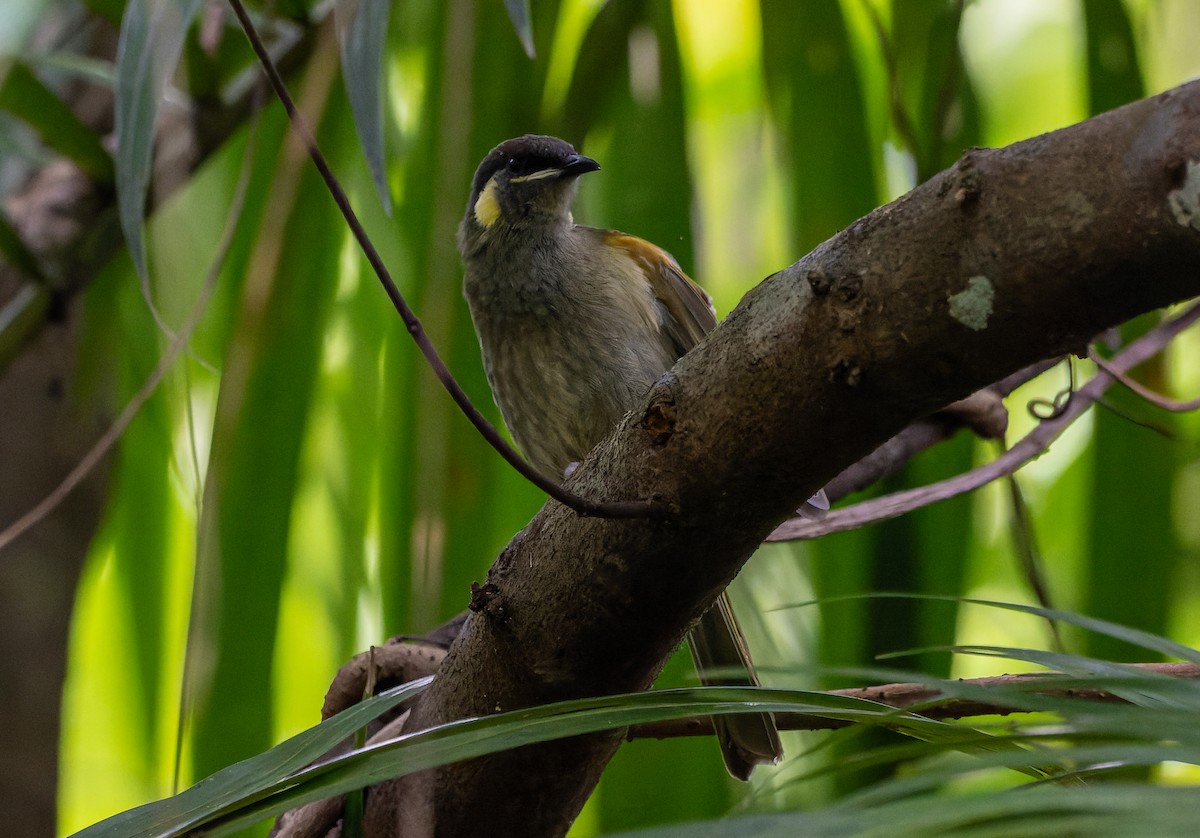 Lewin's Honeyeater - Allea Ward