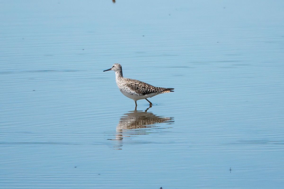 Lesser Yellowlegs - ML450711171