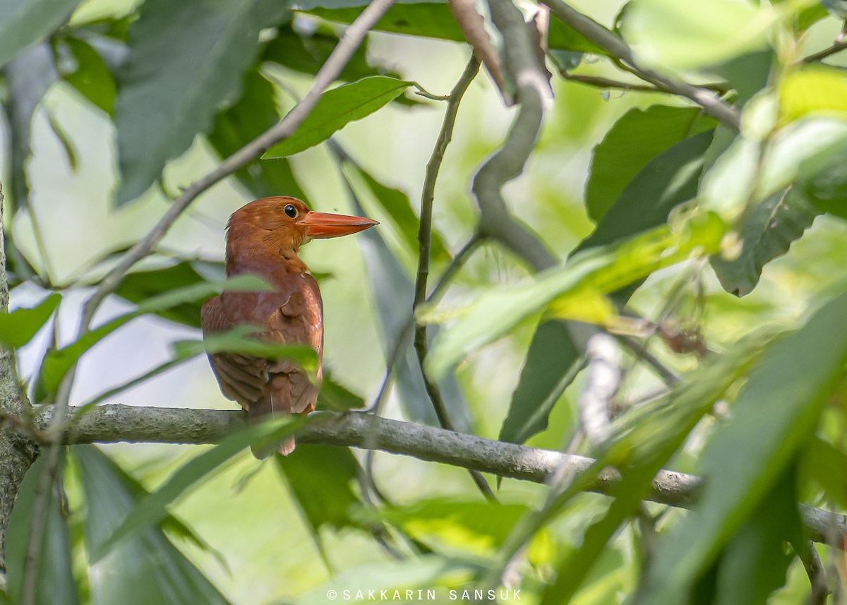 Ruddy Kingfisher - ML450712191