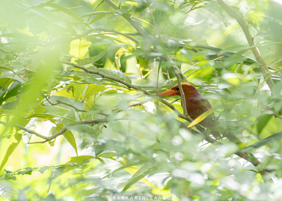 アカショウビン - ML450712211