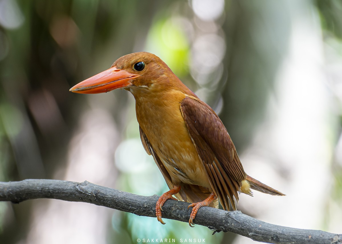 Ruddy Kingfisher - ML450712421